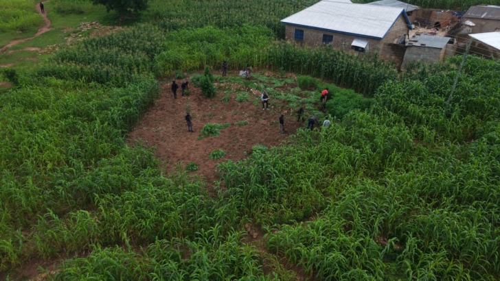 Nabdam: Police arrest 14 for cultivating and distributing 'wee' at at Daliga