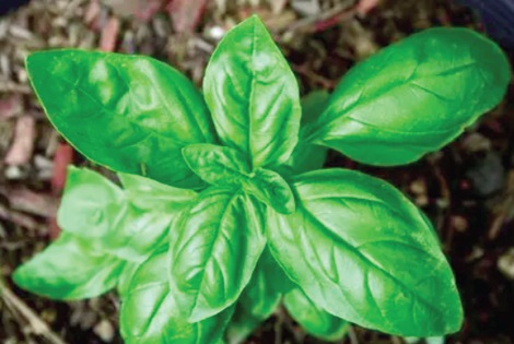 Sweet Basil