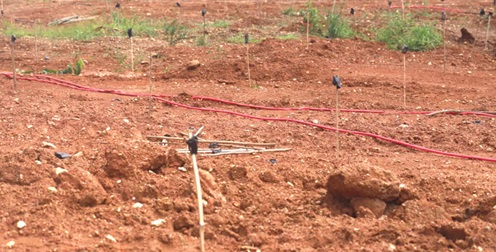 A section of the reclaimed mined site