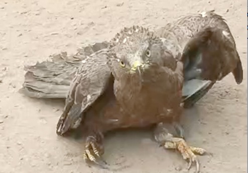 Kite migratory bird. INSET: A ring with inscription from the Brasils Museum