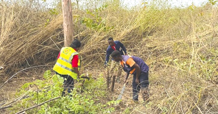 ECG staff clearing bushes around an electricity pole to create a fire belt