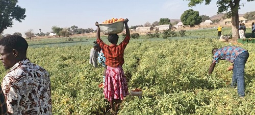 Some farmers harvesting  tomatoes at the farm
