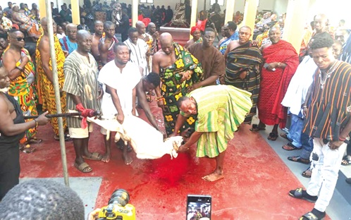 A white sheep slaughtered during Akuapem Traditional Council meeting at Akropong 