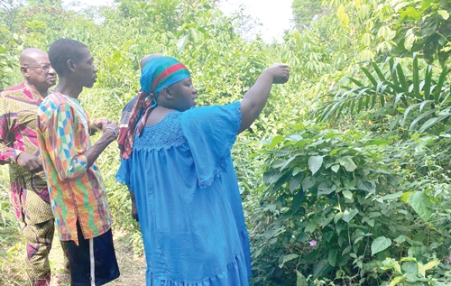 Nana Aboagyewaa Domena IV, the Queen mother of Akyem Akroso, showing journalists the new royal cemetery created by the Akroso Traditional Council at Akyem Bantama 