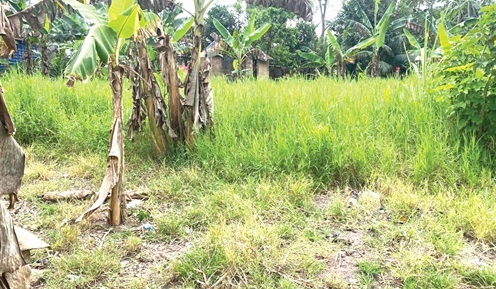 The sacred royal cemetery, which had been released to an investor