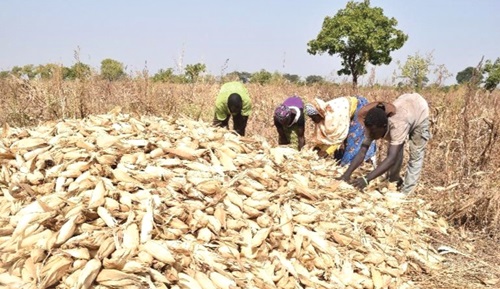 The yield is good, but the prices are low