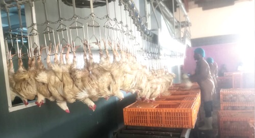 Staff of Aglow Farms Limited preparing some of the birds for processing Staff of Aglow Farms Limited preparing some of the birds for processing