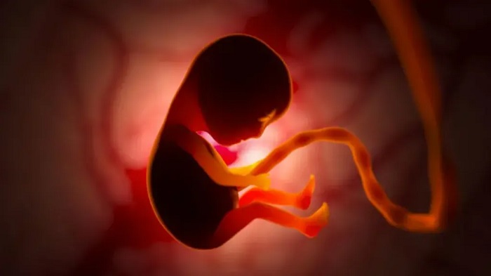 Placenta is a temporary organ that develops in the uterus during pregnancy and sustains life in the womb