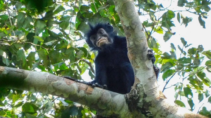 The monkey, known locally as 'Likweli', has distinctive pinkish-orange lips