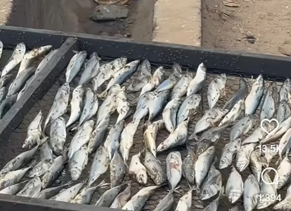 FDA seizes contaminated fish after viral video exposes unhygienic processing