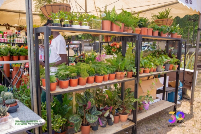 From backyard trays to big business: How Ghana’s green gold starts in a plastic cup