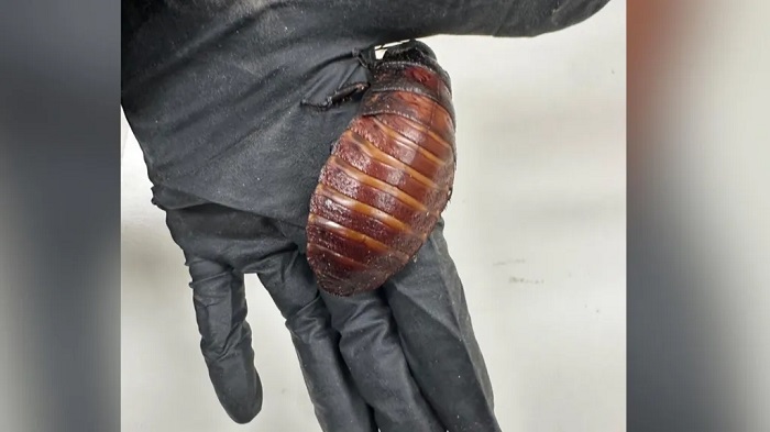 Madagascar hissing cockroaches are some of the biggest in the world