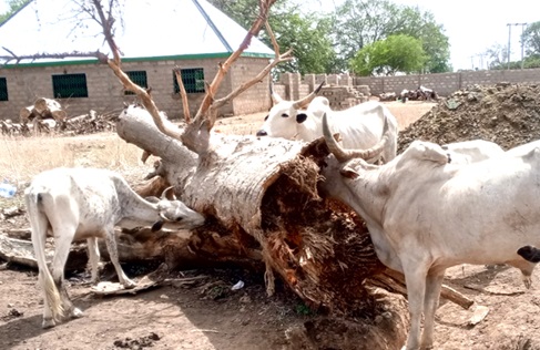 Cattle are starving without grasslands Cattle are starving without grasslands