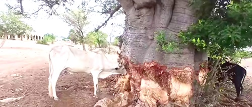 Livestock now feed on tree bark to survive