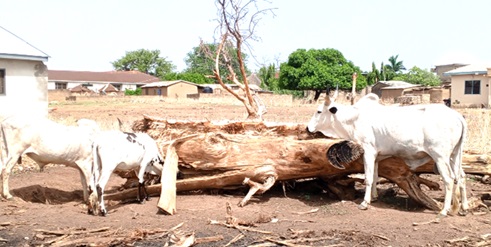 In some instances, the bulls have become too weak to help owners plough their lands for farming. In some instances, the bulls have become too weak to help owners plough their lands for farming.