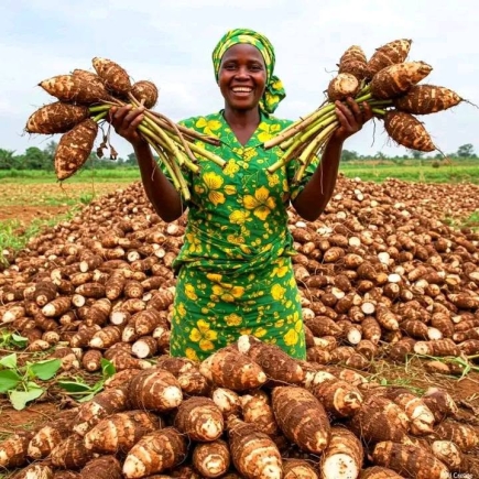 CSIR lists 'afaseƐ, mankani, cowpea' and other indigenous food crops disappearing from Ghanaian farms but attracting high demand on foreign markets