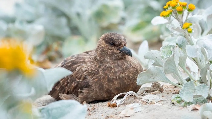 The disease had been found in a brown skua