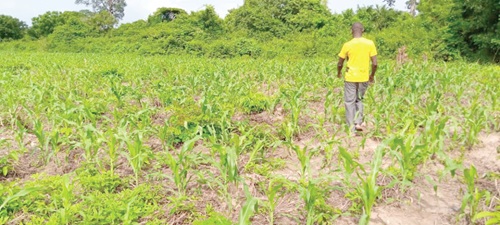 The district has fertile lands