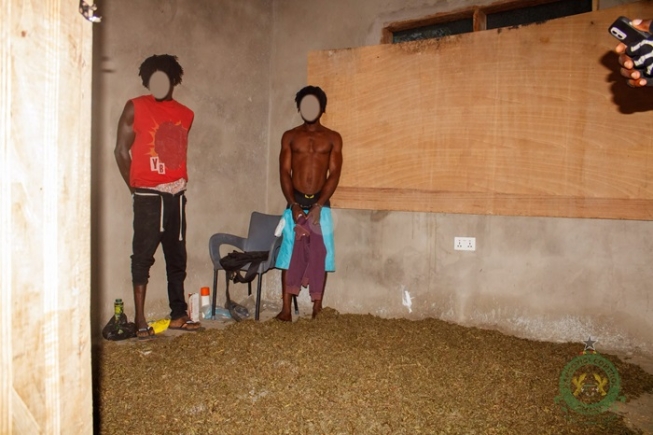 Three arrested as NACOC raids cannabis production hub in Volta