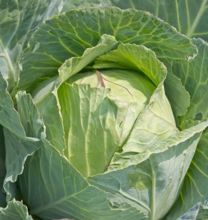 Study reveals high levels of pesticide residue in cabbage and okra sold on Ghanaian market