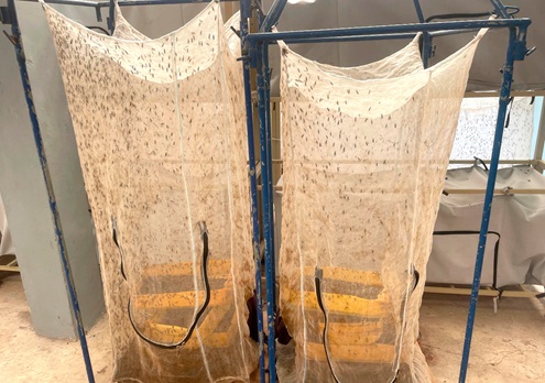 This is the Adultarium —­the controlled space where adult black soldier flies are kept