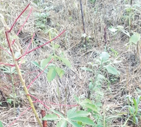 Some of the destroyed cassava farms