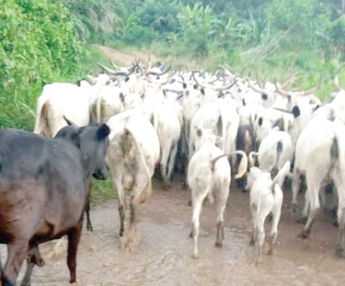 Some of the cattle on their way to the farms