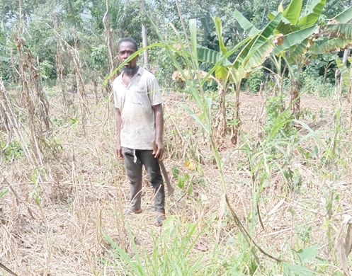  Some of the destroyed cocoa farms