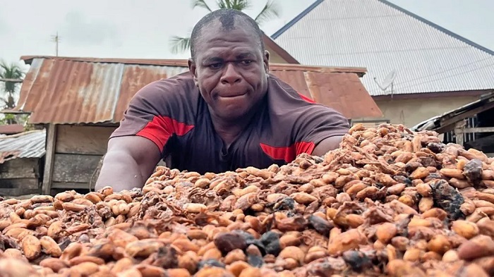 Cocoa beans, the main ingredient in chocolate, are first fermented after being harvested and then left to dry in the sun