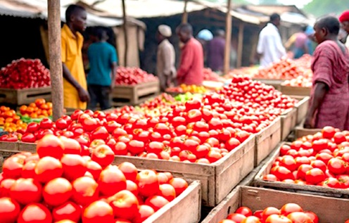 Boxes of tomatoes awaiting buyers