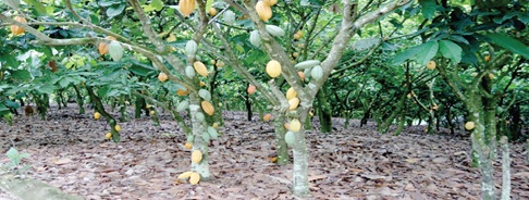A cocoa farm