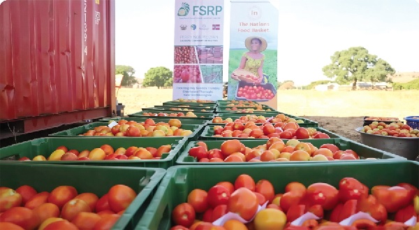 Attaining tomato self-sufficiency: Invest in irrigation, processing infrastructure • Analysts urge urgent action