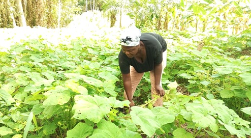 Akuaa Appiah, weeding around her okro plantation