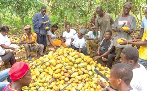 Farmers breaking cocoa pods to extract the beans for fermentation