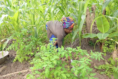 A female farmer working on her half acre tomato and maize farm