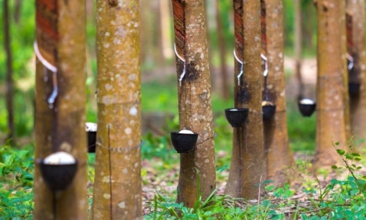 Under-invoicing rocks raw rubber exports