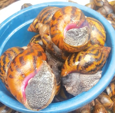 Snail meat benefits the bones and teeth