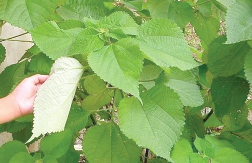 The ramie plant