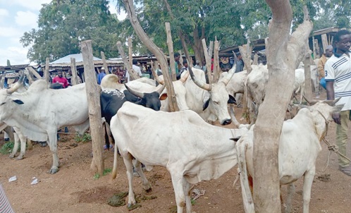 A cattle selling point at Aboabo in Tamale