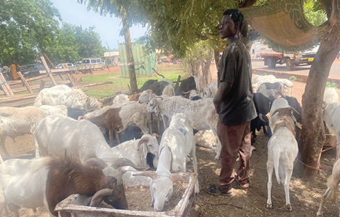 Mohammed Baba Kamil, a trader in sheep, with some rams for sale