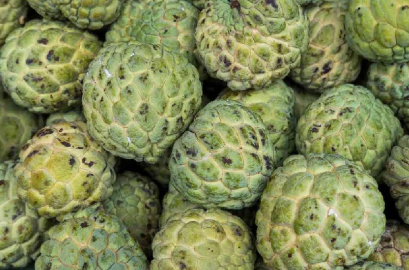 Custard Apple: The resilient crop that flourishes in harsh conditions