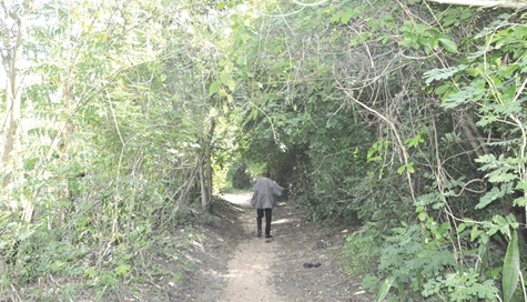 Adaklu-Ahunda has a lot of greenry 