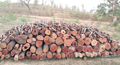 Piles of freshly cut wood for charcoal production along the Wenchi-Wa highway.