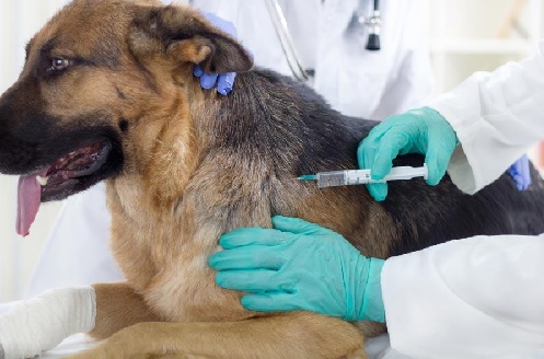 Vaccinate dogs to prevent rabies deaths 