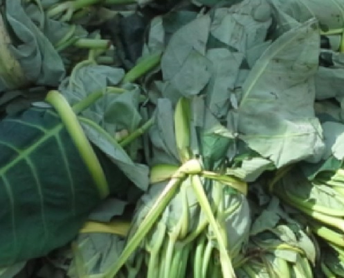 Cocoyam Leaves or Kontomire beats spinach and broccoli on nutritional value
