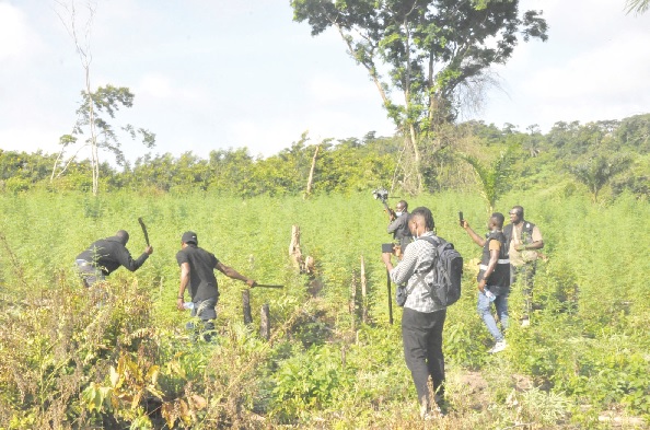 Some police officers destroying marijuana plants in a forest at Peki-Dzake