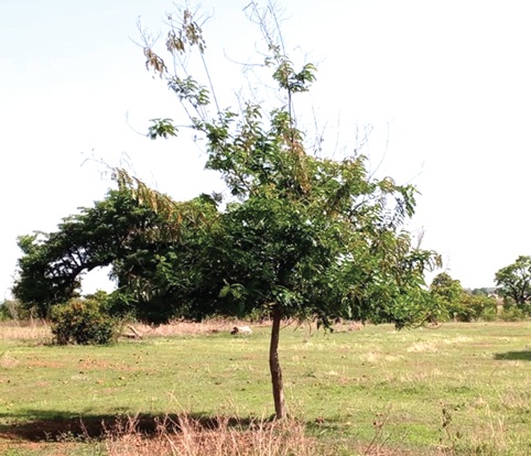 This is the only tree that survived at Kasog-Dabog, where over 444 seedlings were planted This is the only tree that survived at Kasog-Dabog, where over 444 seedlings were planted