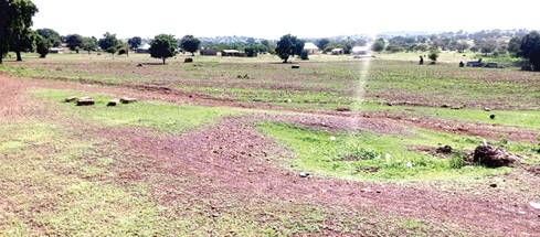 No seedlings planted at this site survived at Zanlerigu