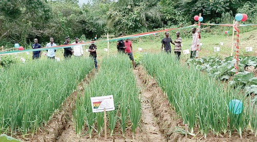 Hot pepper demonstration farm