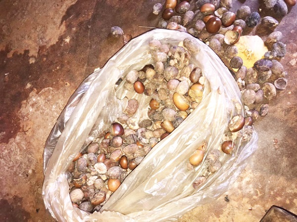 The quality of nuts determines the colour and taste of shea butter produced